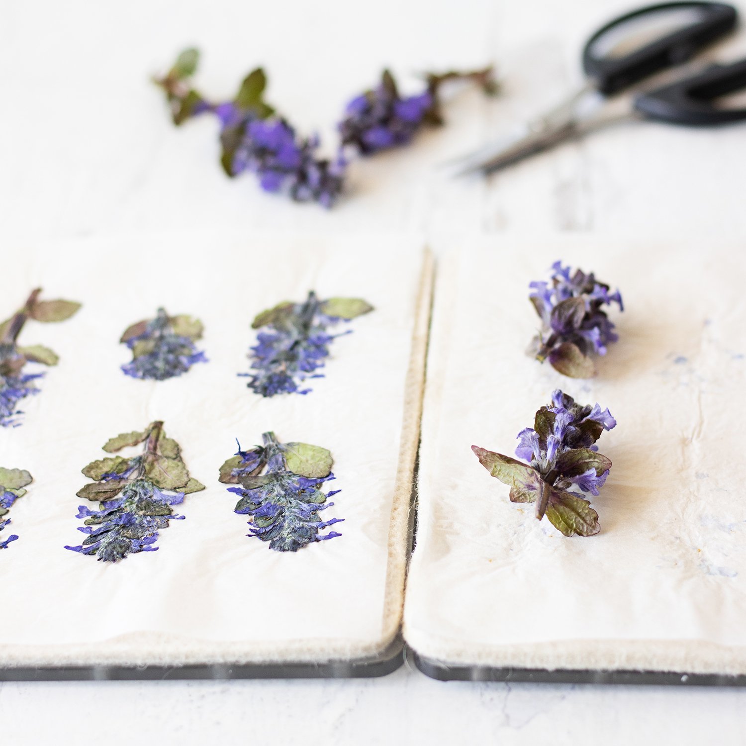 How to Use a Microwave Flower Press