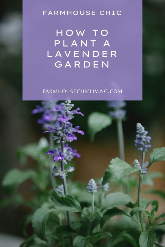 Why not start a lavender garden? Even if you are not the greenest thumb of the bunch, don’t worry! We’re here to share inspiration and tips for starting your very own lavender garden. 