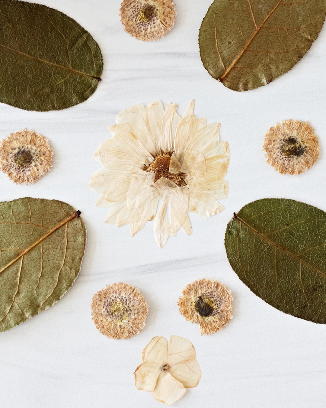 Small pressed flowers and large leaves spread out in a pattern.